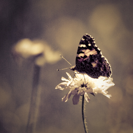'Mein Freund, der Schmetterling' - Kunst-Fotografie von Olivia Elmiger